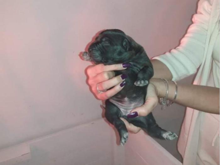 štenci pitt bull a na prodaju besplatni mali oglasi