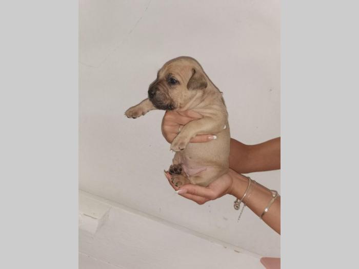 štenci pitt bull a na prodaju besplatni mali oglasi