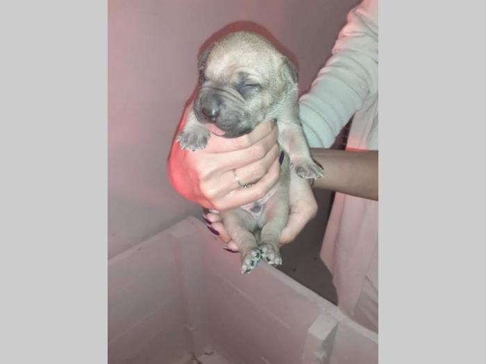 štenci pitt bull a na prodaju besplatni mali oglasi