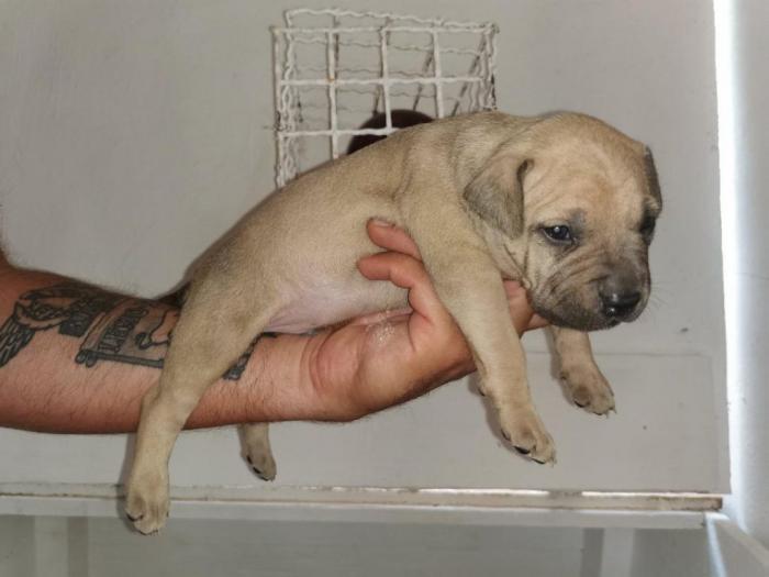 štenci pitt bull a na prodaju besplatni mali oglasi