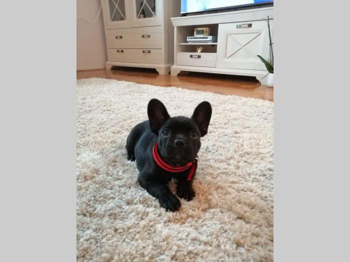 francuski buldog štenci egzotične boje besplatni mali oglasi