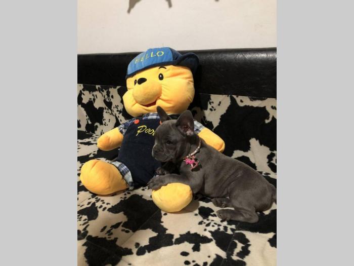 francuski buldog, plavo blue ženkica besplatni mali oglasi