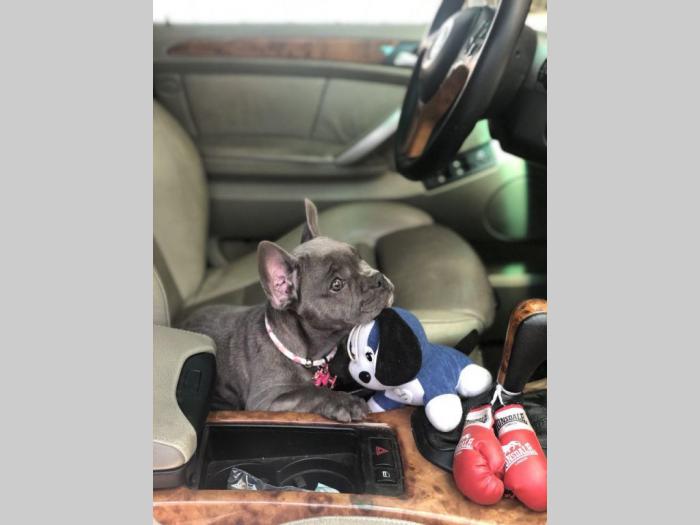 francuski buldog, plavo blue ženkica besplatni mali oglasi