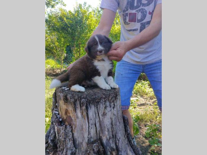 bordel colli štenci iz dva legla besplatni mali oglasi