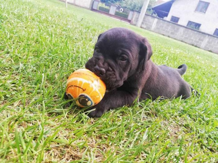 cane corso štenci besplatni mali oglasi