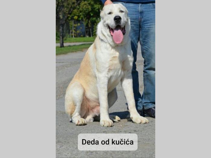 štenci srednjeazijskog agenta besplatni mali oglasi