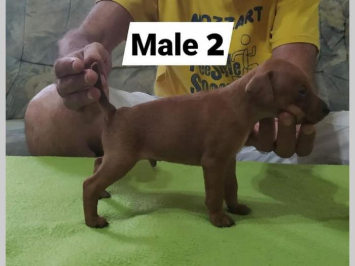patuljasti pinčevi, novo leglo von furdini besplatni mali oglasi