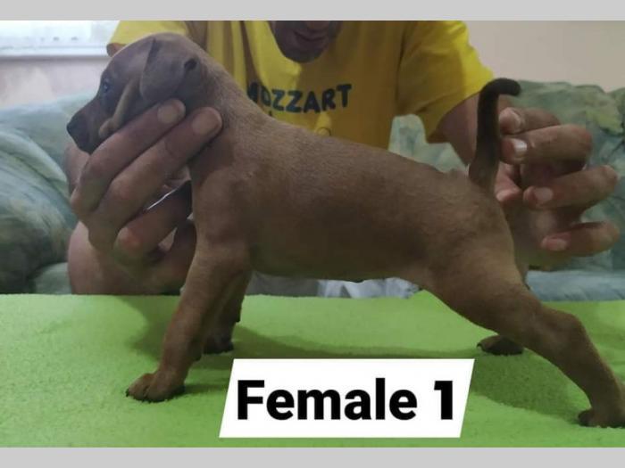 patuljasti pinčevi, novo leglo von furdini besplatni mali oglasi