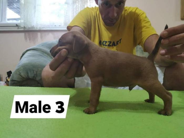 patuljasti pinčevi, novo leglo von furdini besplatni mali oglasi