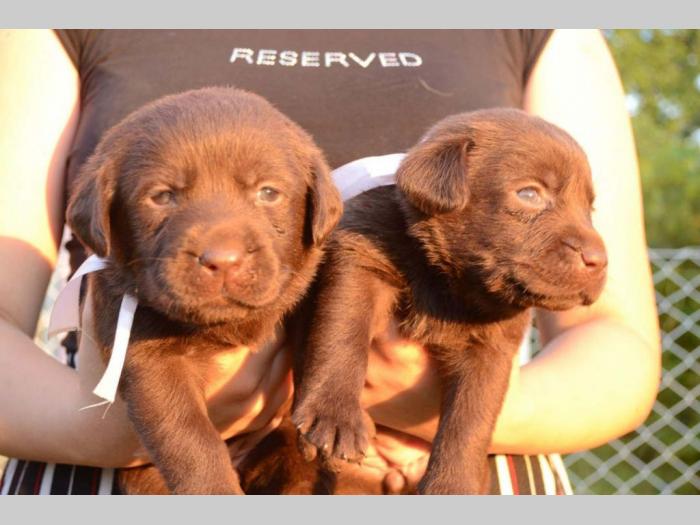 labrador retriver štenci odličnog kvaliteta besplatni mali oglasi