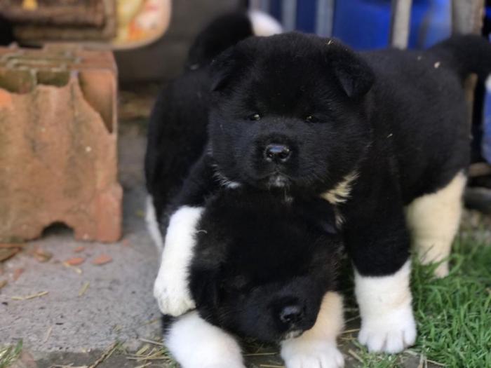 štenci američke akite na prodaju besplatni mali oglasi