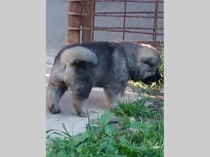 američka akita štene besplatni mali oglasi