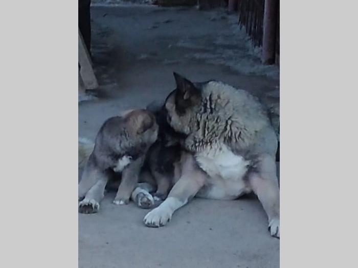 američka akita štene besplatni mali oglasi