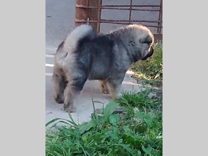 američka akita štene besplatni mali oglasi