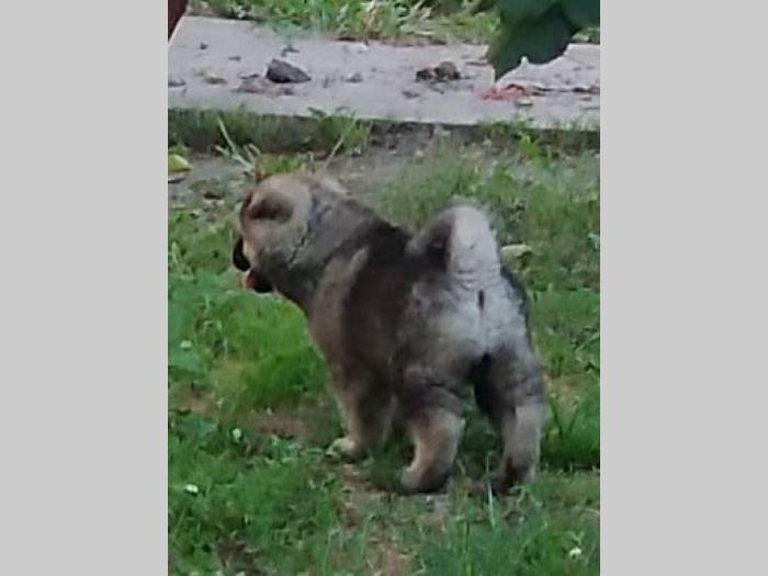 američka akita štene besplatni mali oglasi