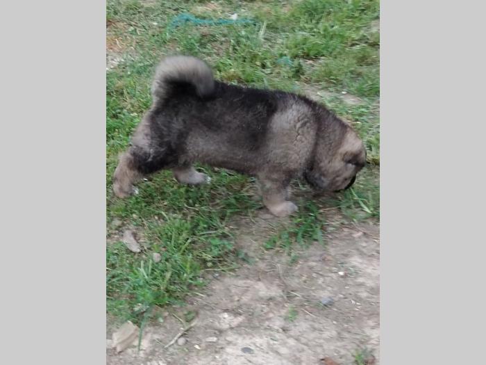 američka akita štene besplatni mali oglasi