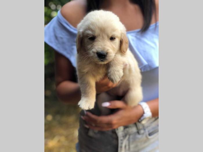 mešanci labradora i zlatnog retrivera besplatni mali oglasi