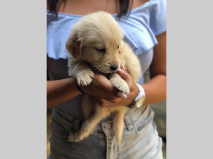 mešanci labradora i zlatnog retrivera besplatni mali oglasi