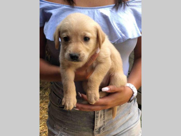 mešanci labradora i zlatnog retrivera besplatni mali oglasi