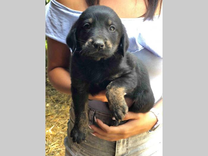mešanci labradora i zlatnog retrivera besplatni mali oglasi