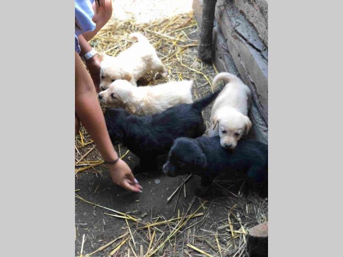 mešanci labradora i zlatnog retrivera besplatni mali oglasi