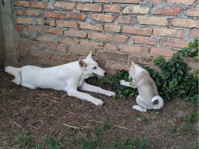 zapadno sibirska lajka štenci besplatni mali oglasi