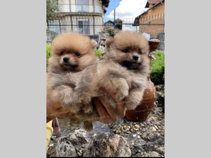 pomeranac boo štenci na prodaju besplatni mali oglasi