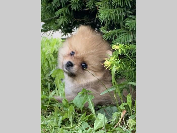 pomeranac boo štenci na prodaju besplatni mali oglasi