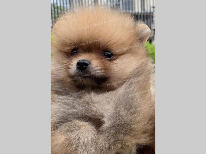 pomeranac boo štenci na prodaju besplatni mali oglasi