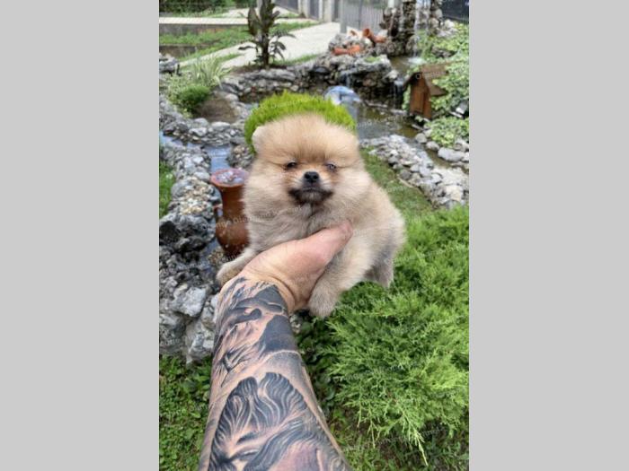 pomeranac boo štenci na prodaju besplatni mali oglasi