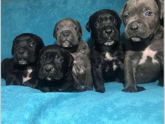 cane corso štenci na prodaju besplatni mali oglasi