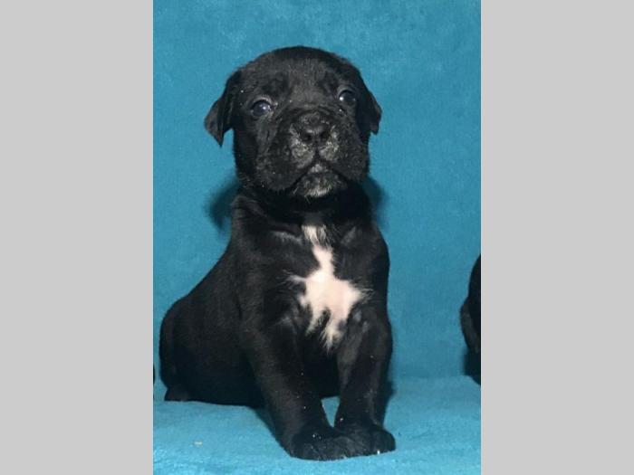 cane corso štenci na prodaju besplatni mali oglasi