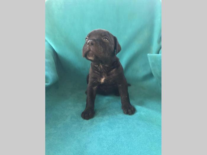 cane corso štenci na prodaju besplatni mali oglasi