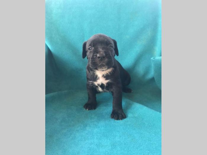 cane corso štenci na prodaju besplatni mali oglasi