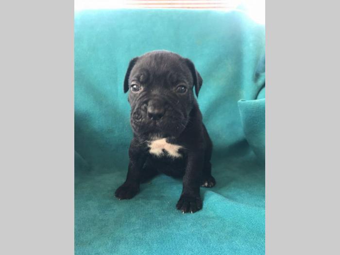 cane corso štenci na prodaju besplatni mali oglasi