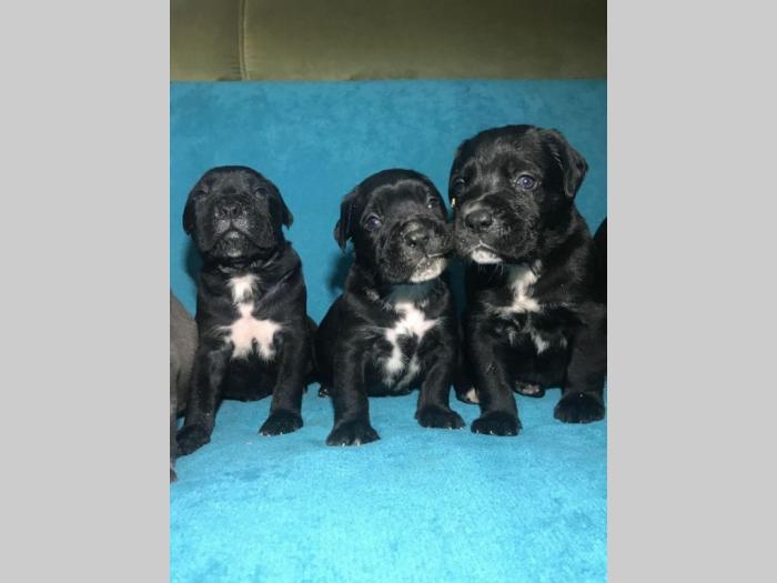 cane corso štenci na prodaju besplatni mali oglasi