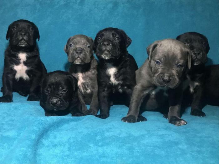 cane corso štenci na prodaju besplatni mali oglasi