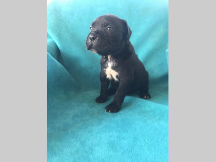 cane corso štenci na prodaju besplatni mali oglasi
