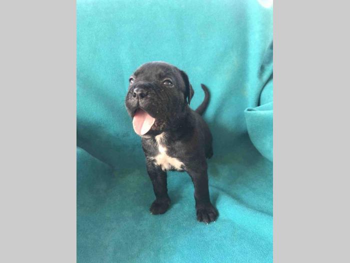 cane corso štenci na prodaju besplatni mali oglasi
