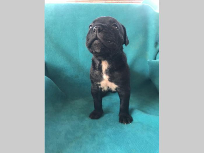 cane corso štenci na prodaju besplatni mali oglasi