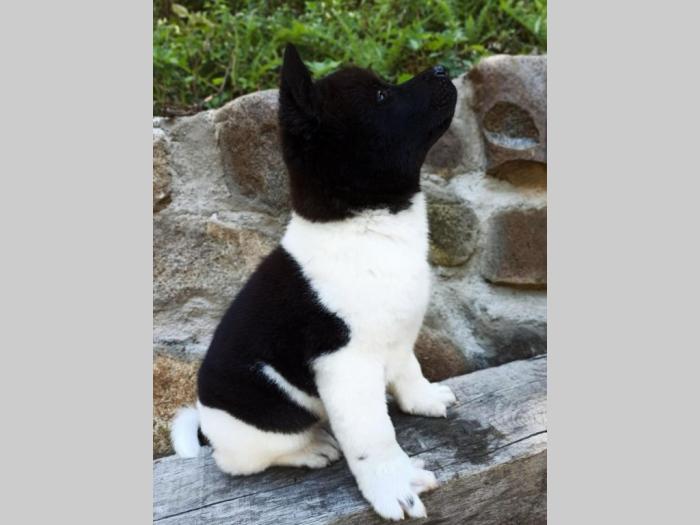 akita inu štene besplatni mali oglasi