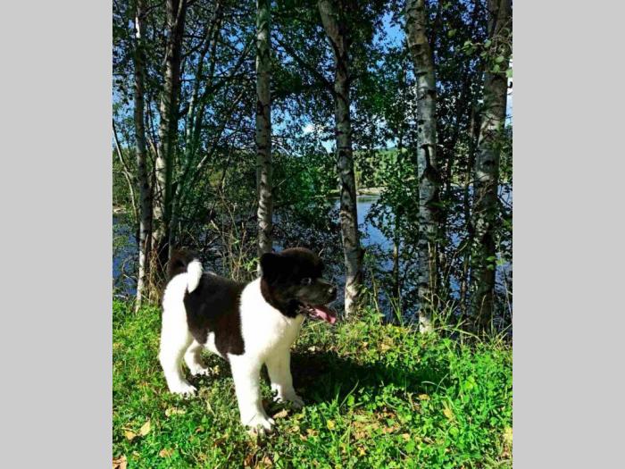 akita inu štene besplatni mali oglasi