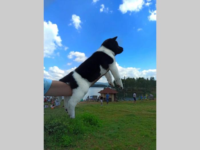 akita inu štene besplatni mali oglasi