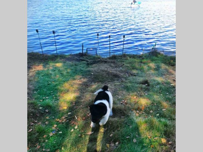 akita inu štene besplatni mali oglasi