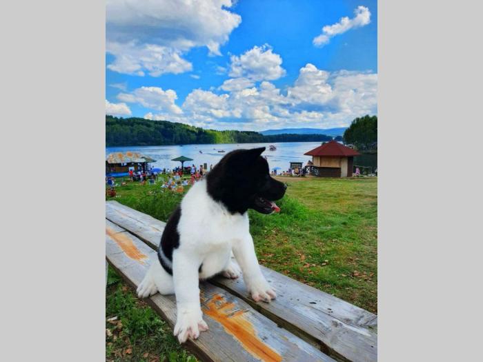 akita inu štene besplatni mali oglasi