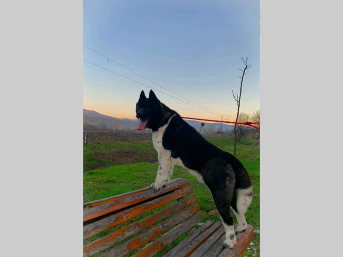 akita inu štene besplatni mali oglasi