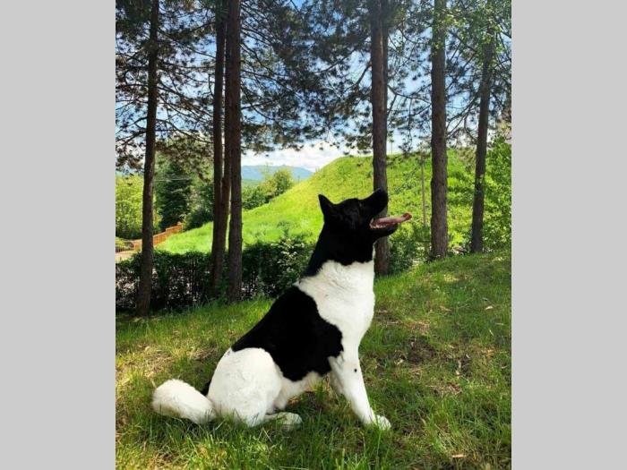 akita inu štene besplatni mali oglasi