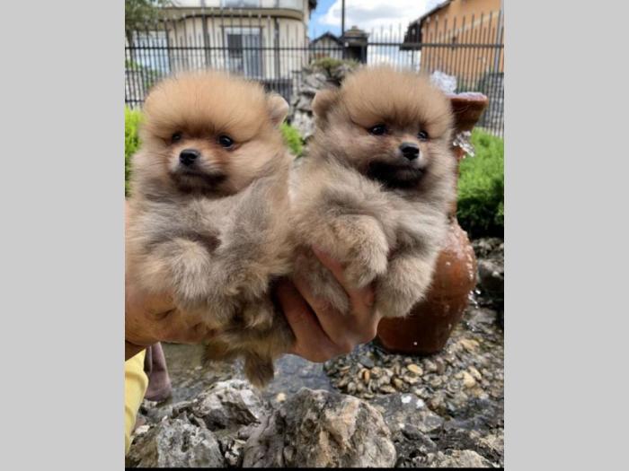 pomeranac boo štenci besplatni mali oglasi