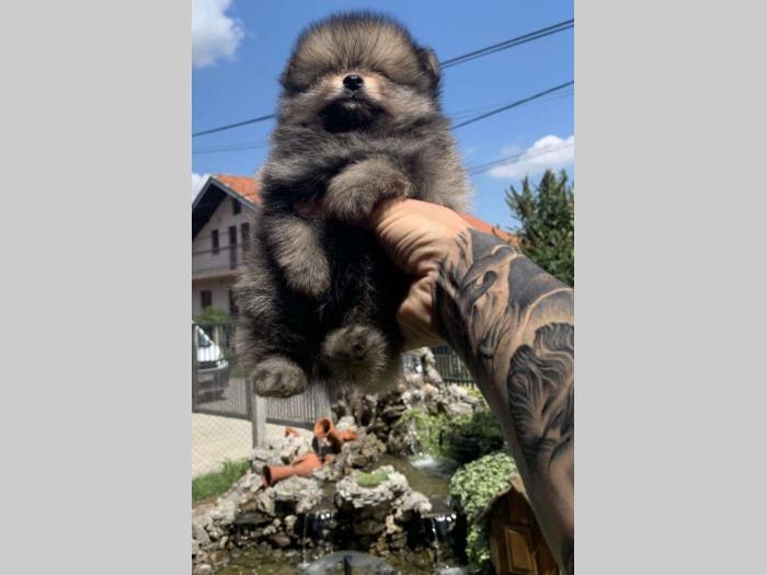 pomeranac boo štenci besplatni mali oglasi