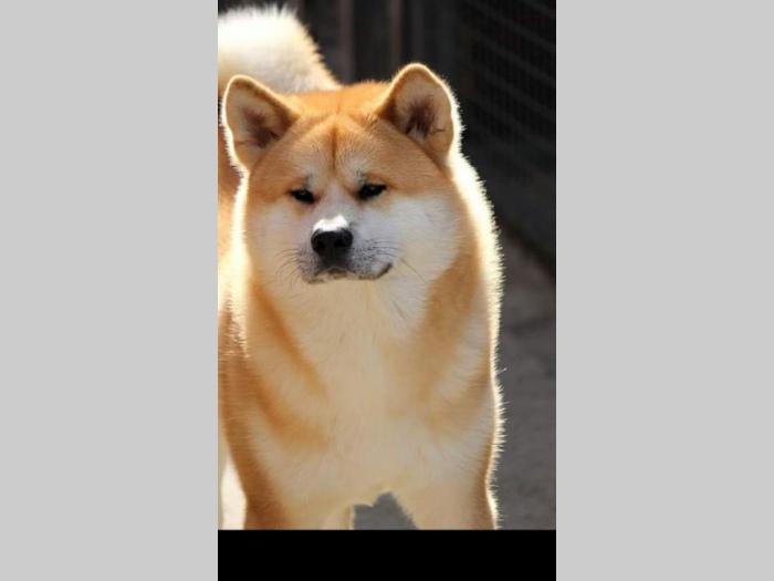 japanska akita mužjak besplatni mali oglasi